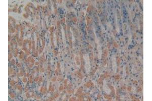 IHC-P analysis of Mouse Stomach Tissue, with DAB staining. (Cytochrome C antibody  (AA 13-99))
