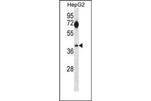 Western blot analysis of SEPT5 Antibody (N-term) Cat. (Septin 5 antibody  (N-Term))