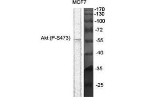 Western Blot (WB) analysis of specific cells using Phospho-Akt (S473) Polyclonal Antibody. (AKT1 antibody  (pSer473))