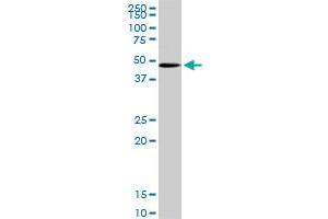 POFUT1 MaxPab rabbit polyclonal antibody. (POFUT1 antibody  (AA 1-194))