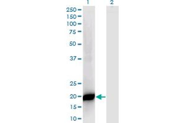 PPP1R14B antibody  (AA 64-139)