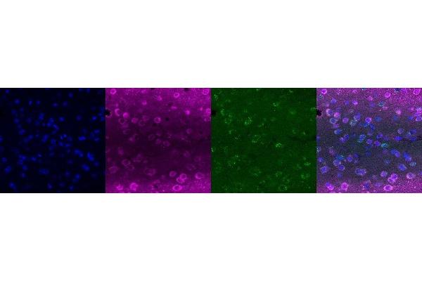 LAMP5 antibody