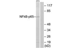 Western blot analysis of extracts from NIH-3T3, using NF-kappaB p65 (Ab-311) Antibody. (NF-kB p65 antibody  (AA 278-327))
