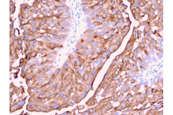 UPK1A antibody  (AA 114-173)