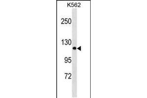 Western blot analysis in K562 cell line lysates (35ug/lane). (PCDHA2 antibody  (N-Term))