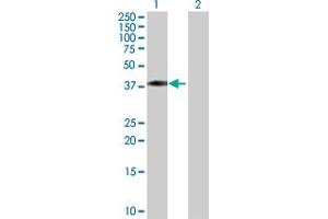 Western Blot analysis of TCEA3 expression in transfected 293T cell line by TCEA3 MaxPab polyclonal antibody. (TCEA3 antibody  (AA 1-348))