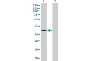 Western Blot analysis of MTFMT expression in transfected 293T cell line by MTFMT MaxPab polyclonal antibody.