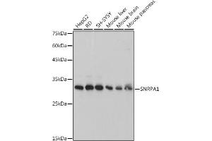 Western blot analysis of extracts of various cell lines, using SNRP antibody (ABIN7270365) at 1:1000 dilution. (SNRPA1 antibody)