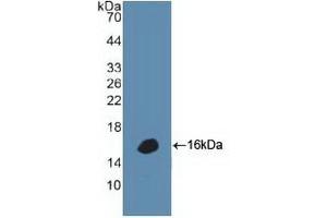 Detection of Recombinant DEFa1, Human using Polyclonal Antibody to Defensin Alpha 1, Neutrophil (DEFa1)