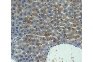 Used in DAB staining on fromalin fixed paraffin- embedded Kidney tissue (UPB1 antibody  (AA 154-393))