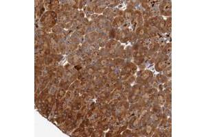 Immunohistochemical staining of human pancreas with PITPNM2 polyclonal antibody  shows strong cytoplasmic positivity in exocrine glandular cells. (PITPNM2 antibody)