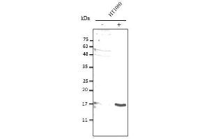 Anti-IL10 Ab at 1/2,500 dilution, 50 µg of total protein lysate per Iane, ceIls were stimulated with E. (IL-10 antibody)