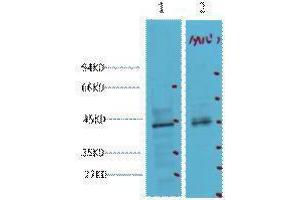 Western Blotting (WB) image for anti-Caudal Type Homeobox 2 (CDX2) antibody (ABIN3178610) (CDX2 antibody)