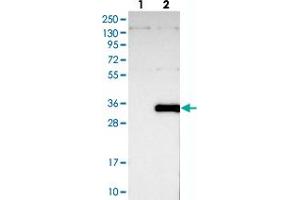 Western blot analysis of Lane 1: Negative control (vector only transfected HEK293T lysate), Lane 2: Over-expression Lysate (Co-expressed with a C-terminal myc-DDK tag (~3. (THAP6 antibody)