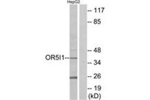 Western blot analysis of extracts from HepG2 cells, using OR5I1 Antibody. (OR5I1 antibody  (AA 206-255))