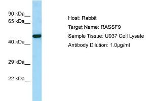Host: Rabbit Target Name: RASSF9 Sample Tissue: Human U937 Whole Cell Antibody Dilution: 1ug/ml (RASSF9 antibody  (C-Term))