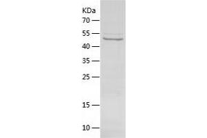 ATP5G1 Protein (AA 44-553) (His tag)