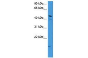 ZNF713 antibody  (AA 63-112)