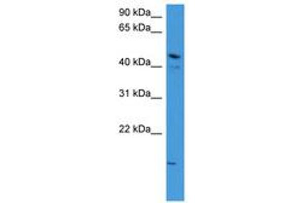 ZNF713 Antikörper  (AA 63-112)