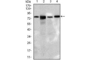 Western Blotting (WB) image for anti-Solute Carrier Family 27 (Fatty Acid Transporter), Member 5 (SLC27A5) (AA 508-570) antibody (ABIN1845743) (SLC27A5 antibody  (AA 508-570))