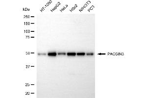 anti-Protein Kinase C and Casein Kinase Substrate in Neurons 3 (PACSIN3) antibody
