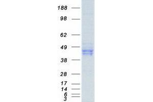 Validation with Western Blot (PON1 Protein (Myc-DYKDDDDK Tag))