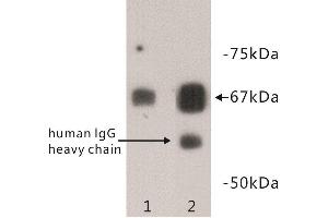 Western Blotting (WB) image for anti-Albumin (ALB) antibody (ABIN1854817) (Albumin antibody)