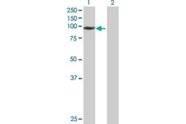 WHSC1L1 antibody  (AA 1-645)