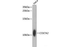 Western blot analysis of extracts of HeLa cells using COX7A2 Polyclonal Antibody at dilution of 1:1000. (COX7A2 antibody)