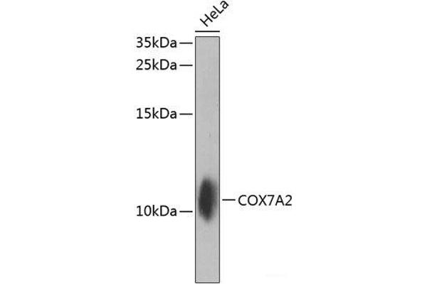 COX7A2 anticorps
