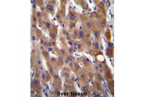 CIB4 Antibody (N-term) immunohistochemistry analysis in formalin fixed and paraffin embedded human liver tissue followed by peroxidase conjugation of the secondary antibody and DAB staining. (CIB4 antibody  (N-Term))