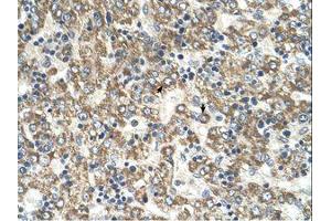 Image no. 1 for anti-Glutamic-Oxaloacetic Transaminase 2, Mitochondrial (Aspartate Aminotransferase 2) (GOT2) (AA 329-378) antibody (ABIN320796) (GOT2 antibody  (AA 329-378))