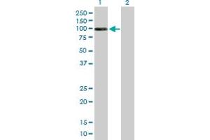 Western Blot analysis of DHTKD1 expression in transfected 293T cell line by DHTKD1 MaxPab polyclonal antibody.