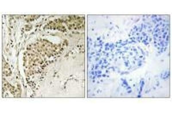NOM1 antibody  (C-Term)