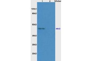 Lane 1: mouse embryo lysates Lane 2: rat brain lysates probed with Anti AVPR2 Polyclonal Antibody, Unconjugated (ABIN678893) at 1:200 in 4 °C. (DC-SIGN/CD209 antibody  (AA 81-180))