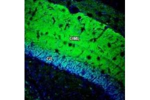 Expression of GSG1L in rat hippocampus - Immunohistochemical staining of perfusion-fixed frozen rat brain sections with Anti-GSG1L Antibody (ABIN7043266, ABIN7044390 and ABIN7044391), (1:200), followed by goat anti-rabbit-AlexaFluor-488. (GSG1-Like antibody  (C-Term, Intracellular))