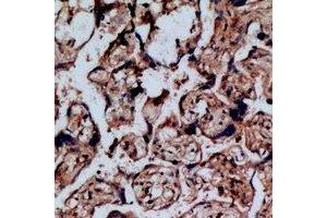 Immunohistochemical analysis of NOP56 staining in human placenta formalin fixed paraffin embedded tissue section. (NOP56 antibody)