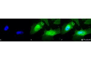 Immunocytochemistry/Immunofluorescence analysis using Rabbit Anti-HSPB2 Polyclonal Antibody . (HSPB2 antibody  (Biotin))