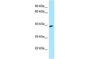 WB Suggested Anti-GPR78 Antibody Titration: 1.