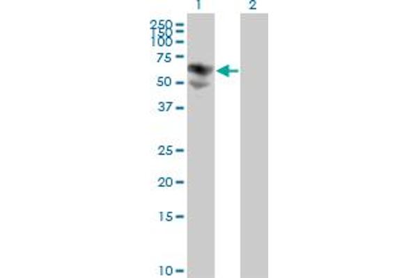 BTD antibody  (AA 1-543)