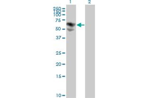 BTD Antikörper  (AA 1-543)