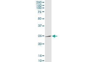 Immunoprecipitation of MRPS34 transfected lysate using anti-MRPS34 MaxPab rabbit polyclonal antibody and Protein A Magnetic Bead , and immunoblotted with MRPS34 purified MaxPab mouse polyclonal antibody (B01P) . (MRPS34 antibody  (AA 1-218))