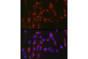 Immunofluorescence analysis of NIH/3T3 cells using MGST1 Rabbit mAb (ABIN7268512) at dilution of 1:100 (40x lens).