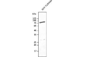 Western Blotting (WB) image for anti-tdTomato Fluorescent Protein (tdTomato) antibody (DyLight 633) (ABIN7273114) (tdTomato antibody  (DyLight 633))