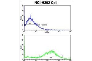 Flow cytometric analysis of NCI-H292 cells using CALD1 Antibody (bottom histogram) compared to a negative control cell (top histogram).