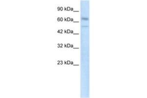 Western Blotting (WB) image for anti-Zinc Finger Protein 306 (ZKSCAN3) antibody (ABIN2460764) (ZKSCAN3 antibody)