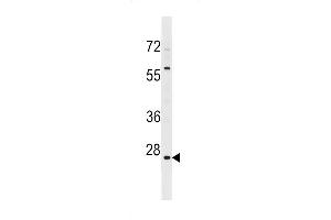 HMGN5 Antibody (N-term) (ABIN1539488 and ABIN2848984) western blot analysis in 293 cell line lysates (35 μg/lane). (HMGN5 antibody  (N-Term))