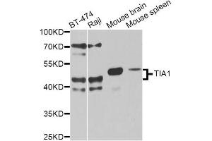 Western blot analysis of extracts of various cell lines, using TIA1 antibody (ABIN6293426) at 1:1000 dilution. (TIA1 antibody)