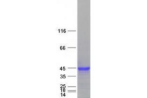 Western Blotting (WB) image for Interferon, gamma-Inducible Protein 30 (IFI30) protein (Myc-DYKDDDDK Tag) (ABIN2723289)
