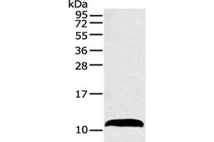 Western blot analysis of Mouse adrenal gland tissue using HMGN3 Polyclonal Antibody at dilution of 1:550 (HMGN3 antibody)